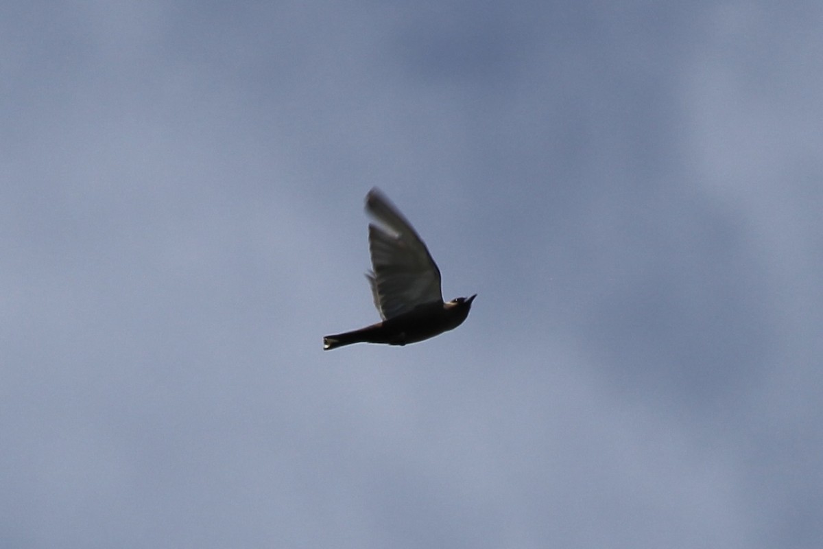 Dusky Woodswallow - ML624712255