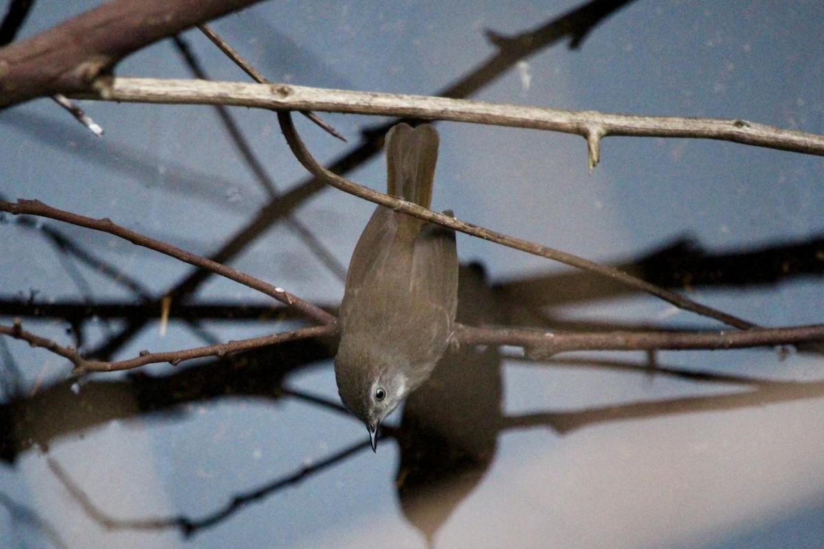 White-browed Scrubwren - ML624712275