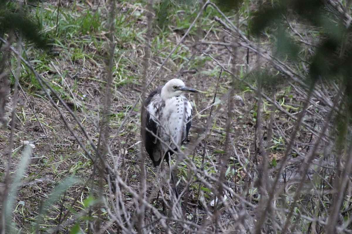 Pacific Heron - ML624712279