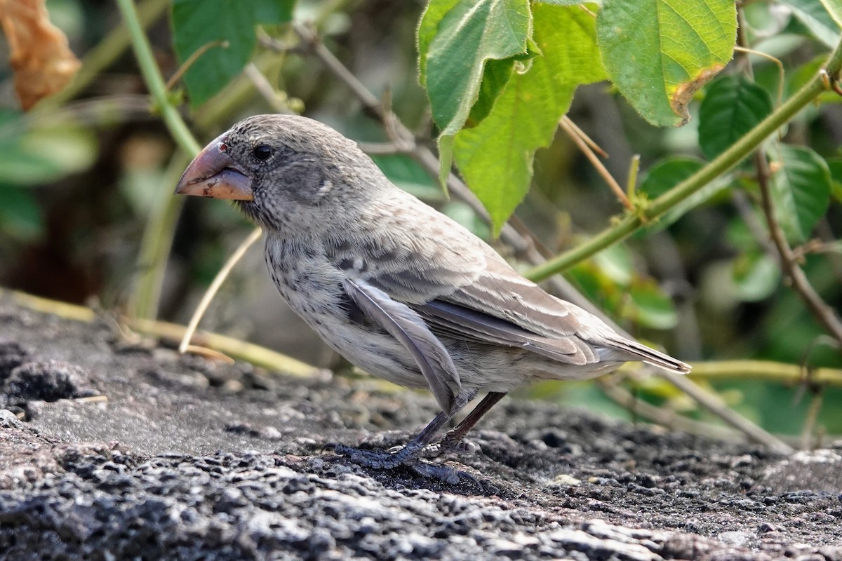 Large Ground-Finch - ML624712383