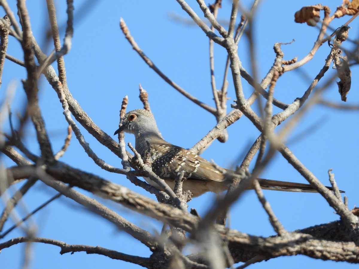 Diamond Dove - Monica Mesch