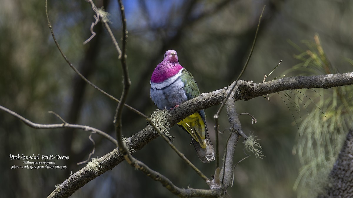 Pink-headed Fruit-Dove - ML624712396
