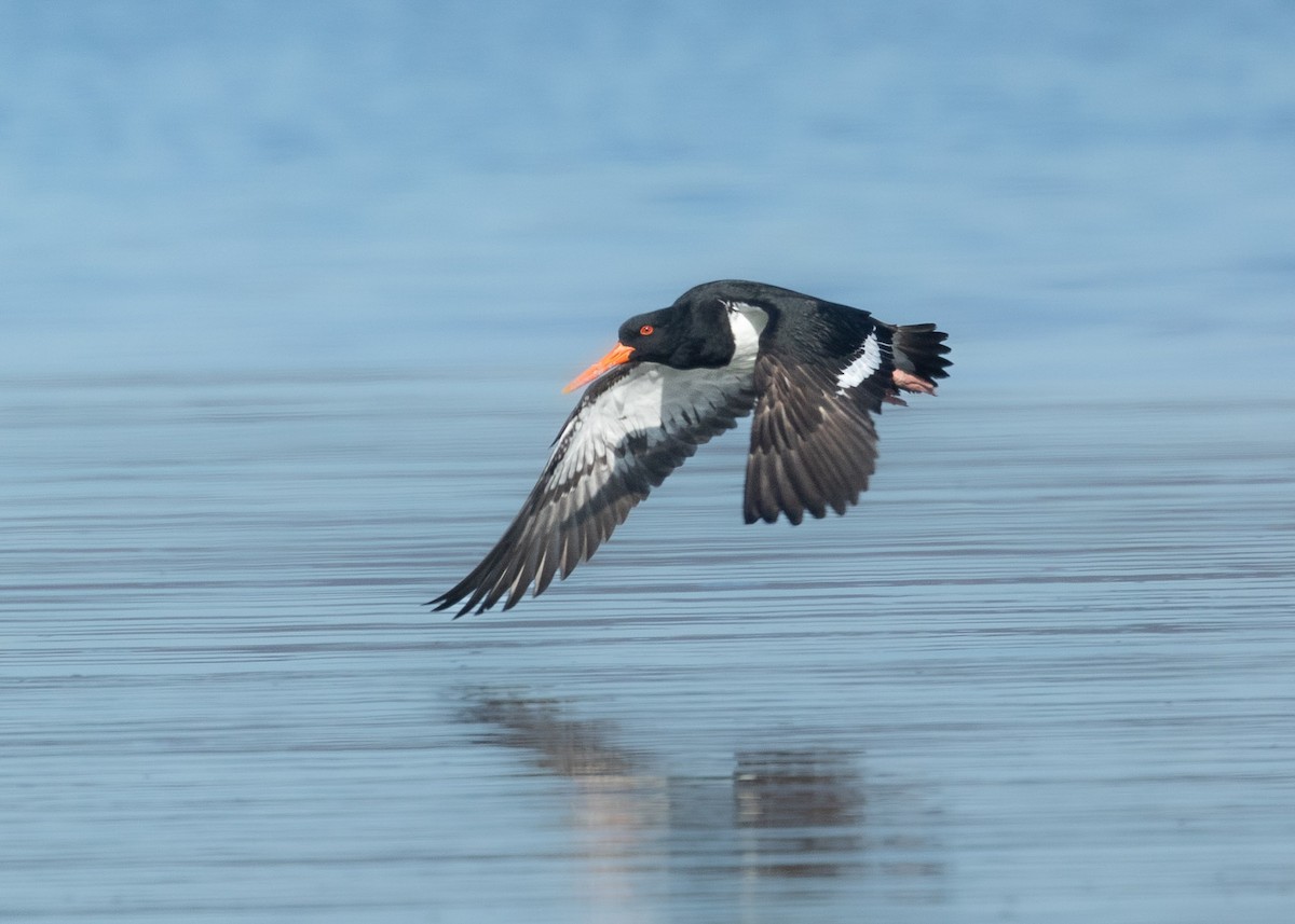 Pied Oystercatcher - ML624712639
