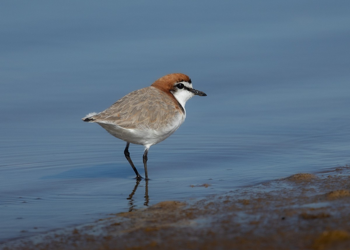 Red-capped Plover - ML624712640