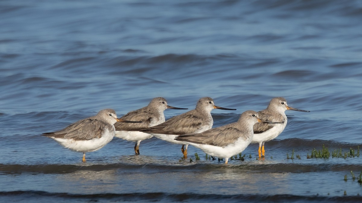 Terek Sandpiper - ML624712643