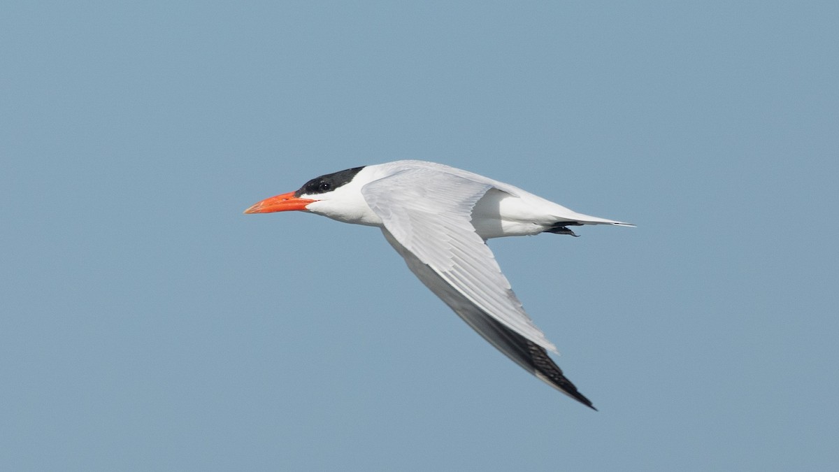 Caspian Tern - ML624712646