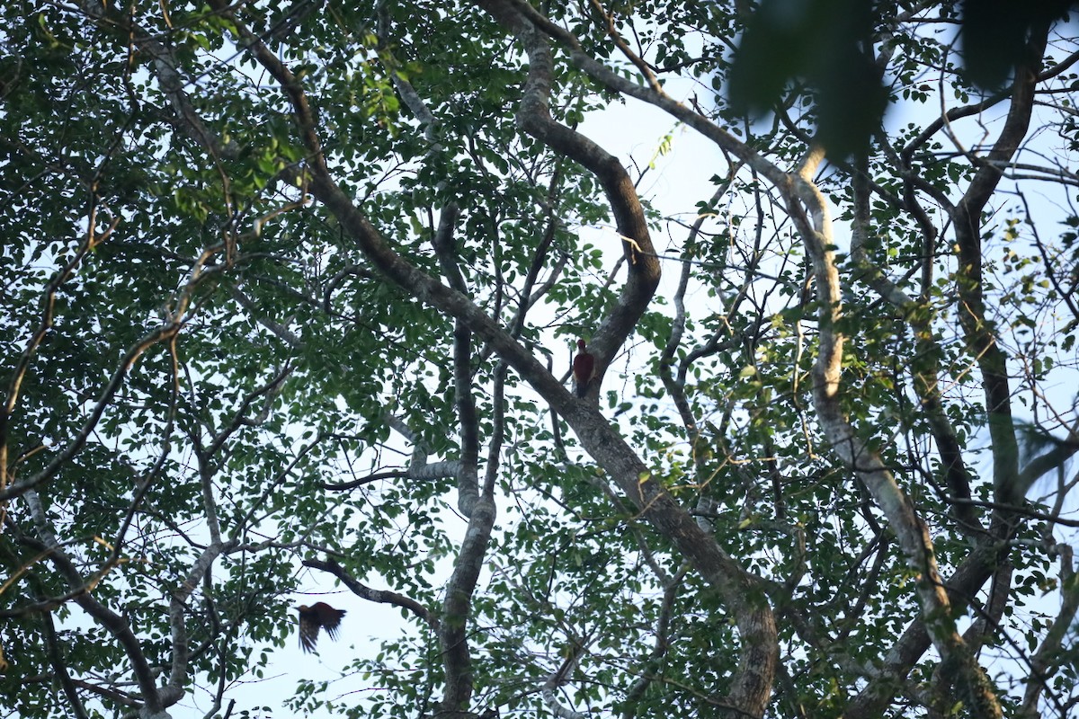 Yellow-faced Flameback - ML624712656