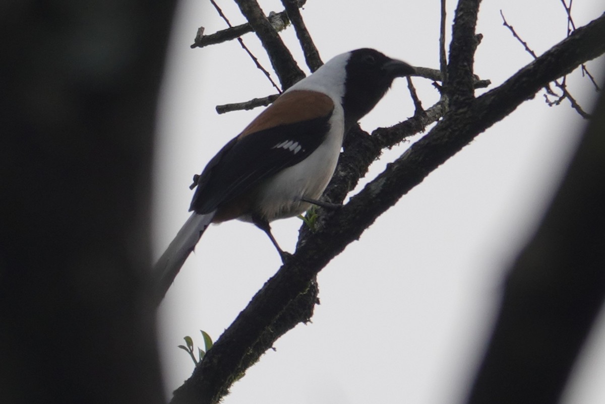 White-bellied Treepie - ML624712767