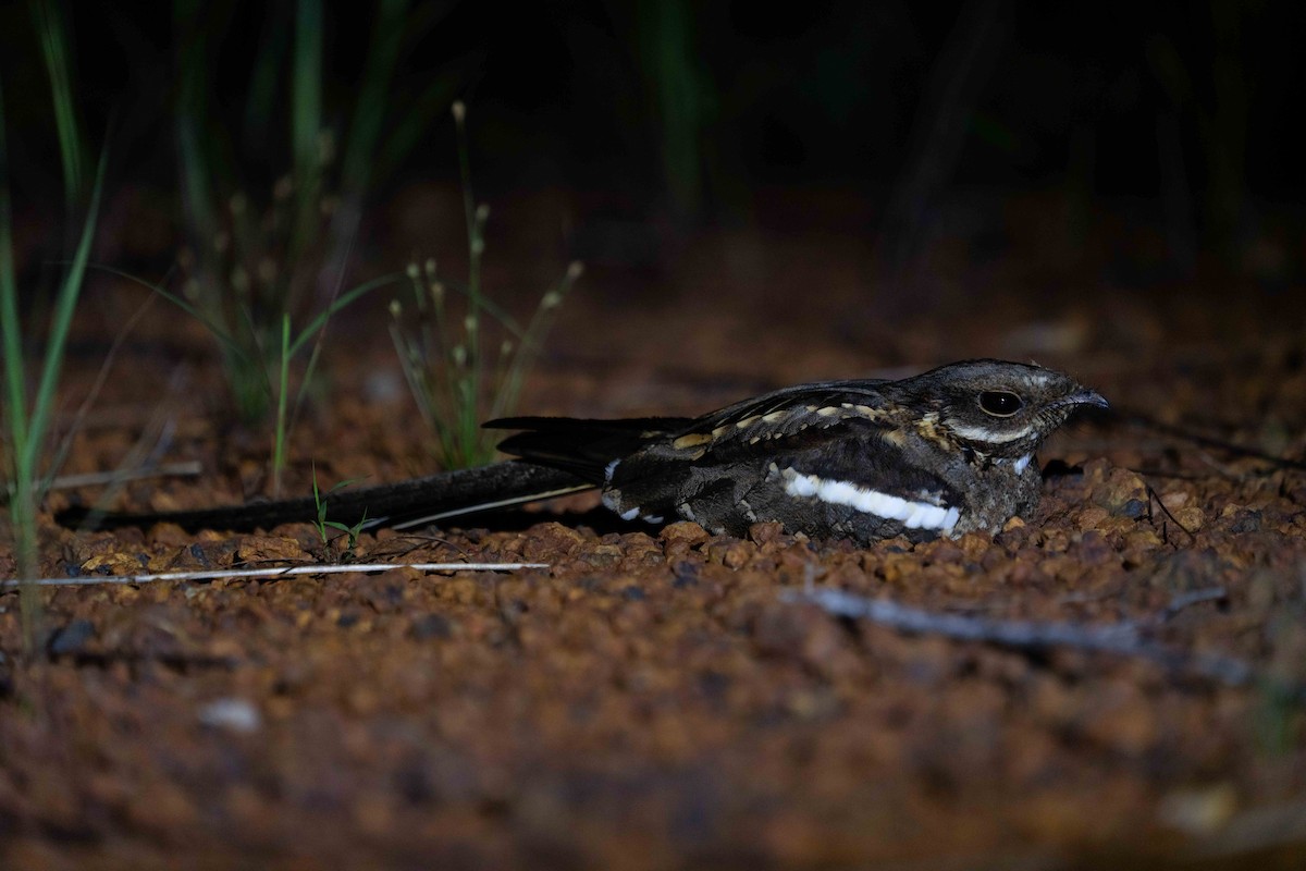 Long-tailed Nightjar - ML624712911