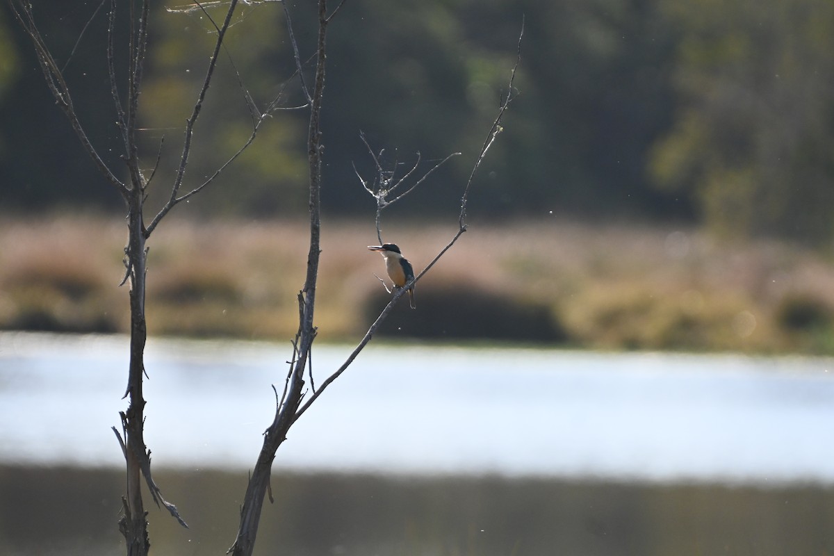 Sacred Kingfisher - ML624712949