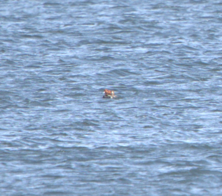 Redhead - ML624712966