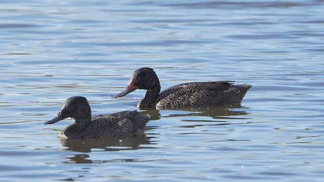 Freckled Duck - ML624712969