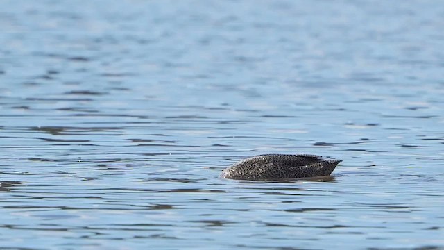 Freckled Duck - ML624712970