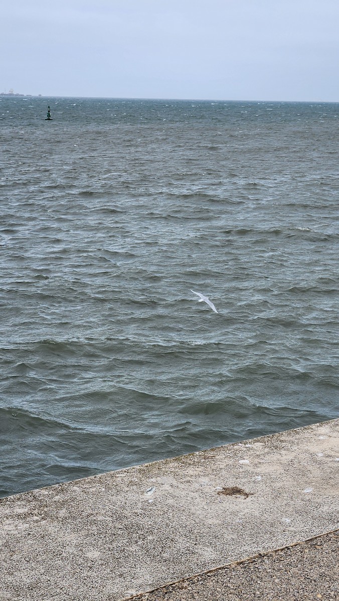 Mediterranean Gull - ML624713115