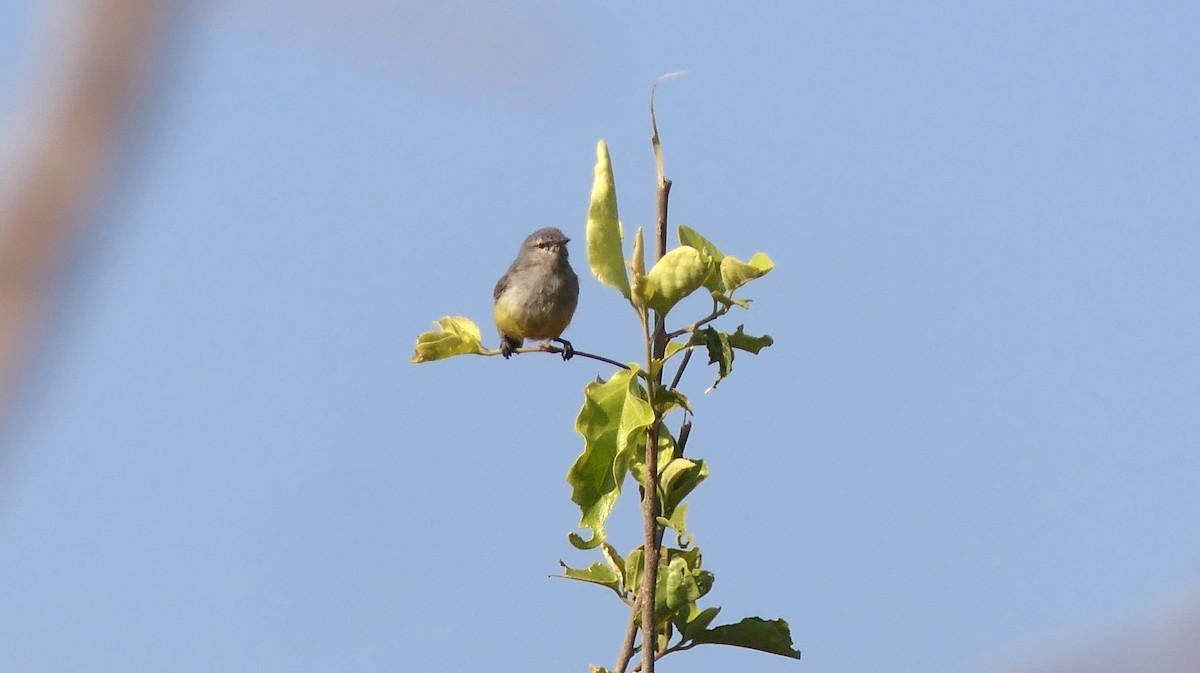 African Penduline-Tit - ML624713212