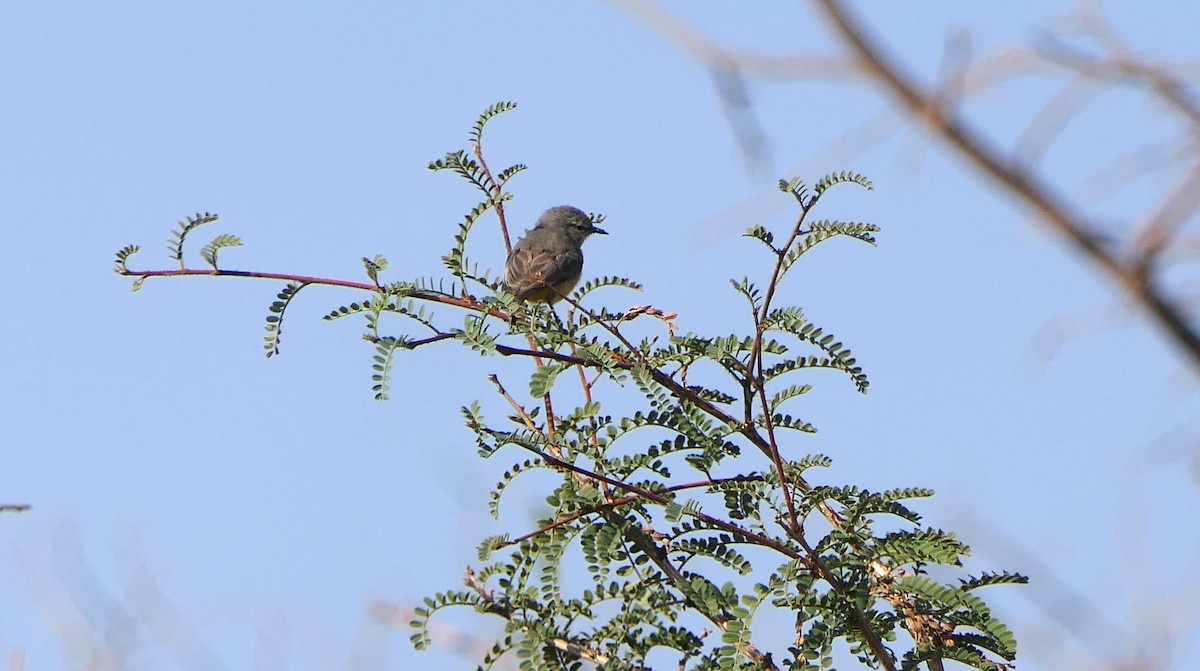 African Penduline-Tit - ML624713214