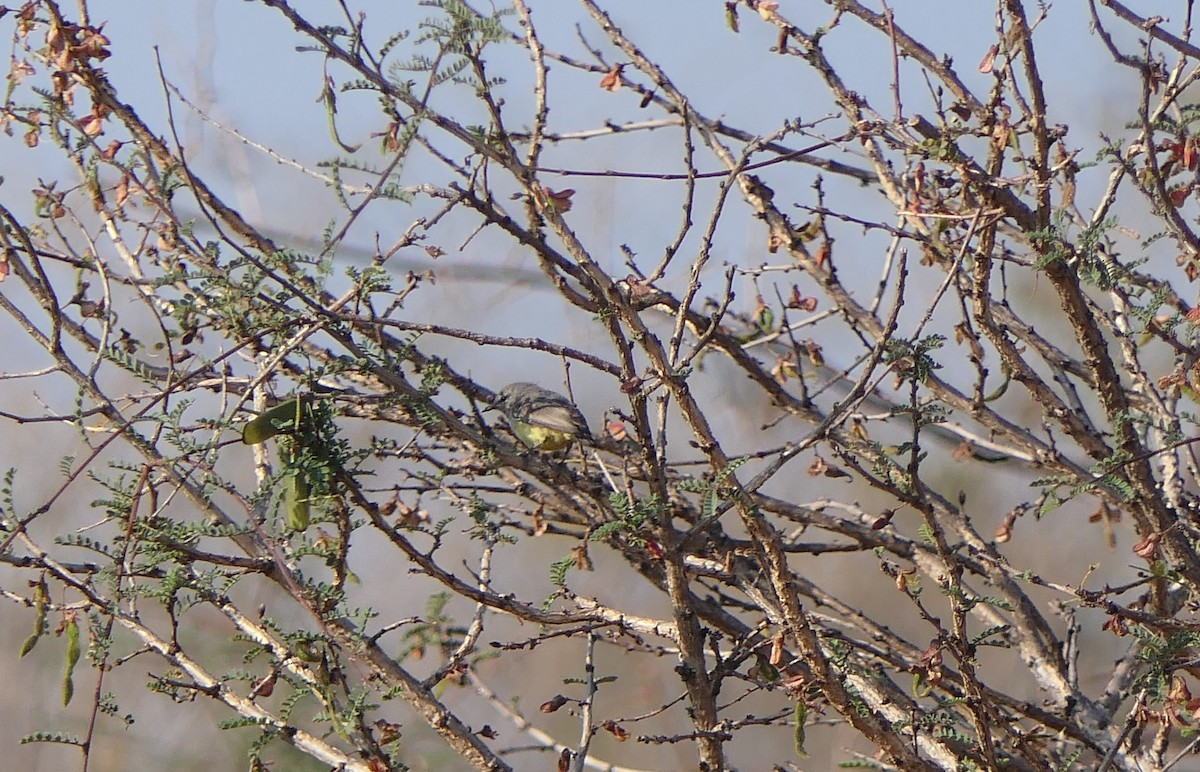 African Penduline-Tit - ML624713220