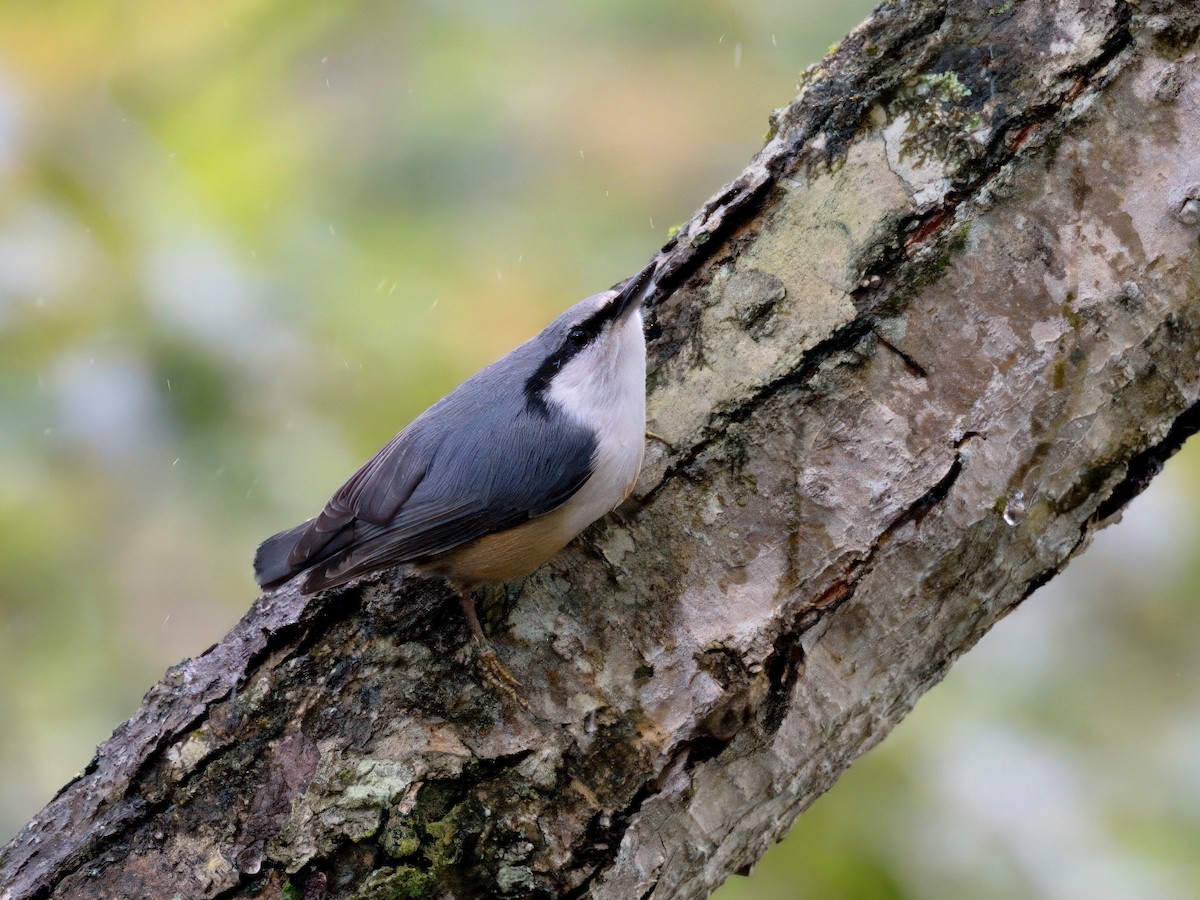 Eurasian Nuthatch - ML624713224
