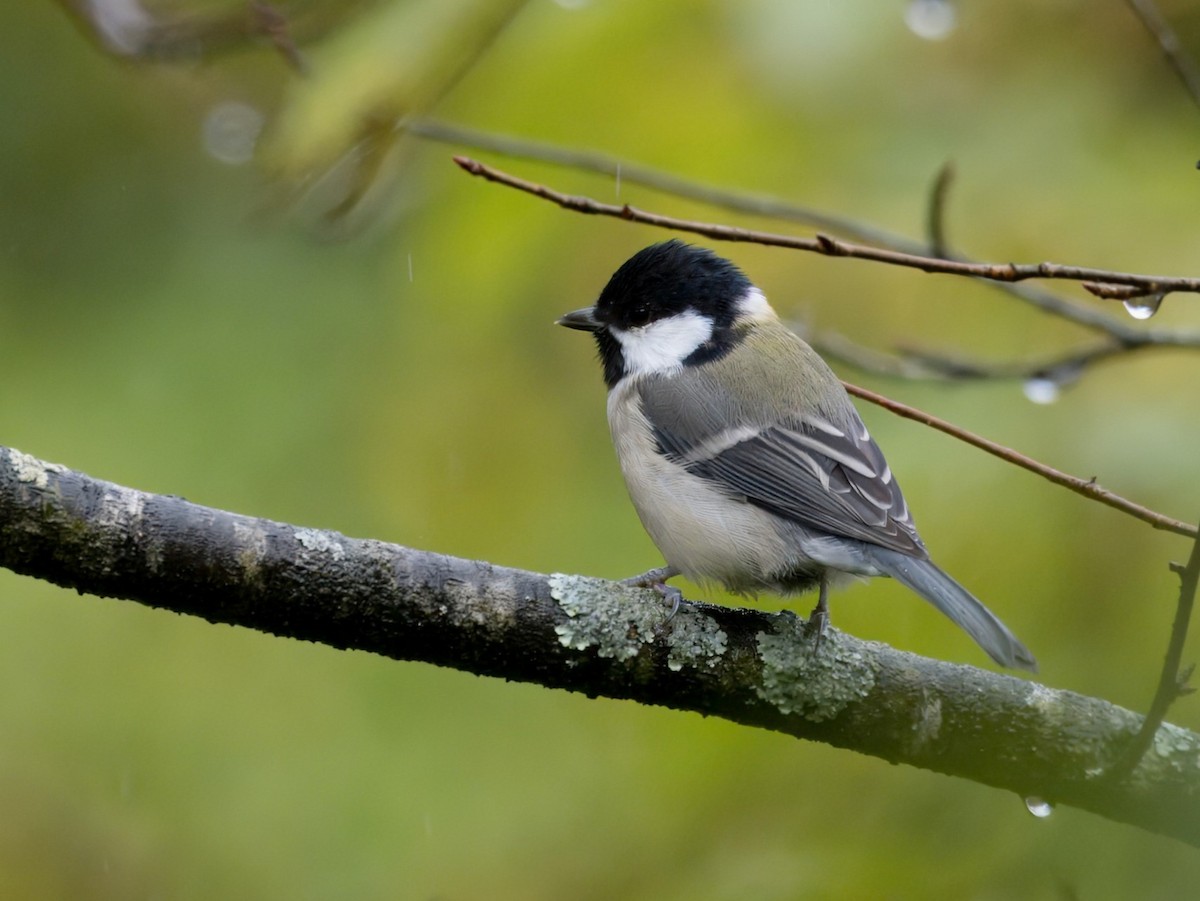 Asian Tit (Japanese) - ML624713228