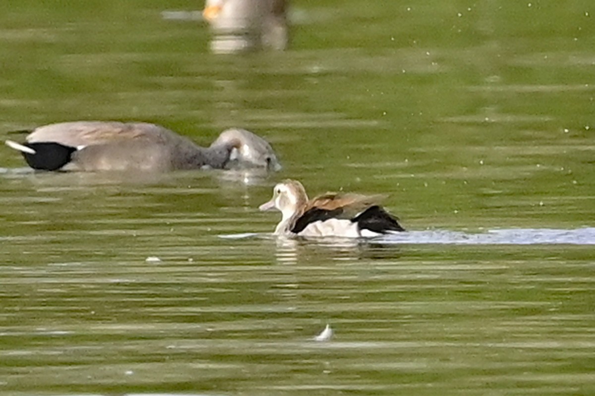 kachnička šedoboká - ML624713302