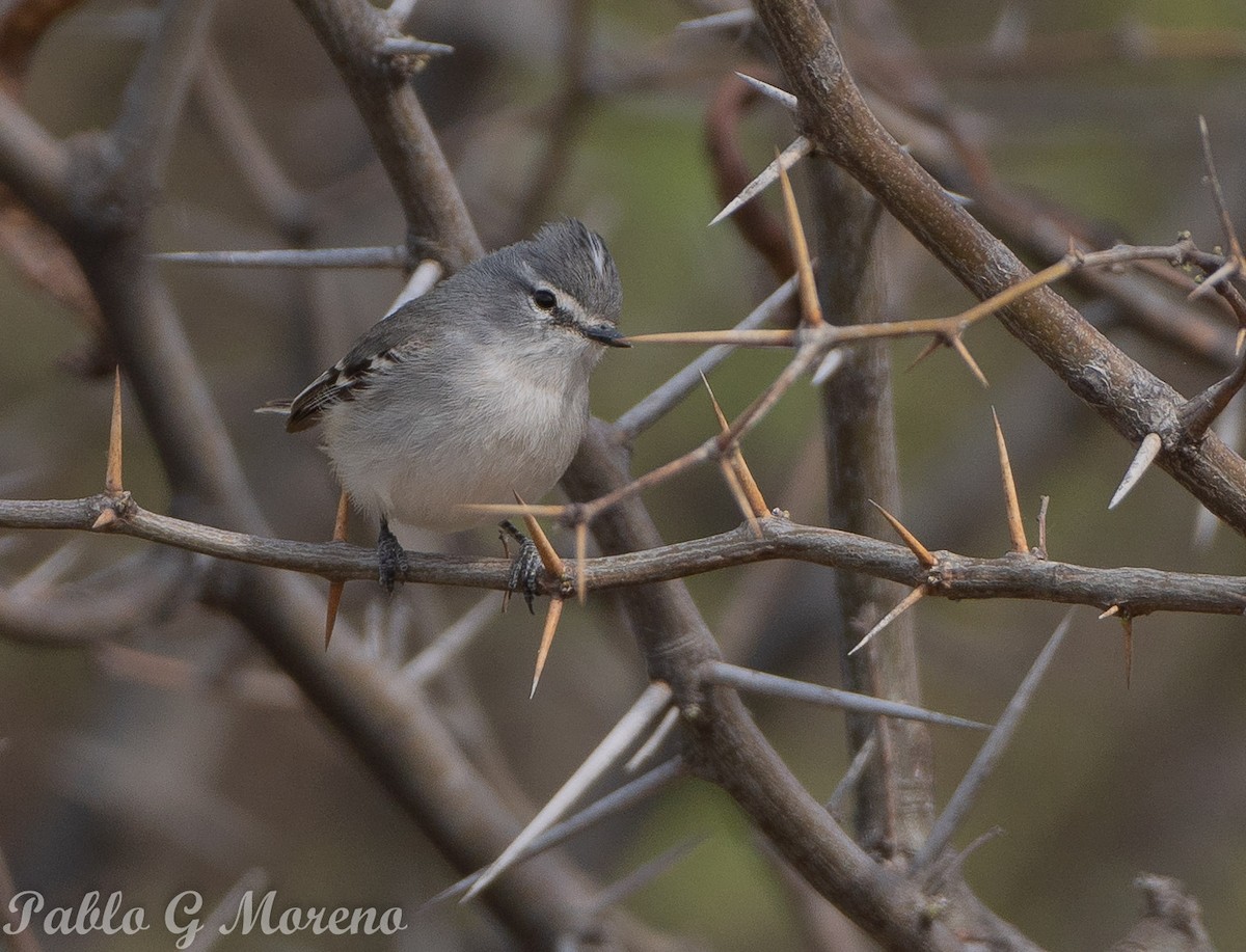 White-crested Tyrannulet (White-bellied) - ML624713303