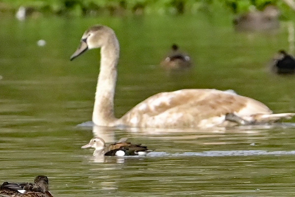 kachnička šedoboká - ML624713305