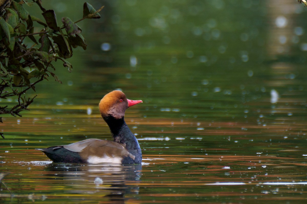 Red-crested Pochard - ML624713438