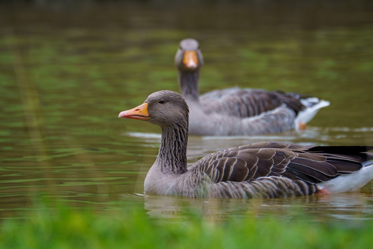 Graylag Goose - ML624713649