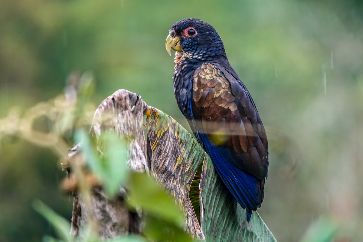 Bronze-winged Parrot - ML624713675