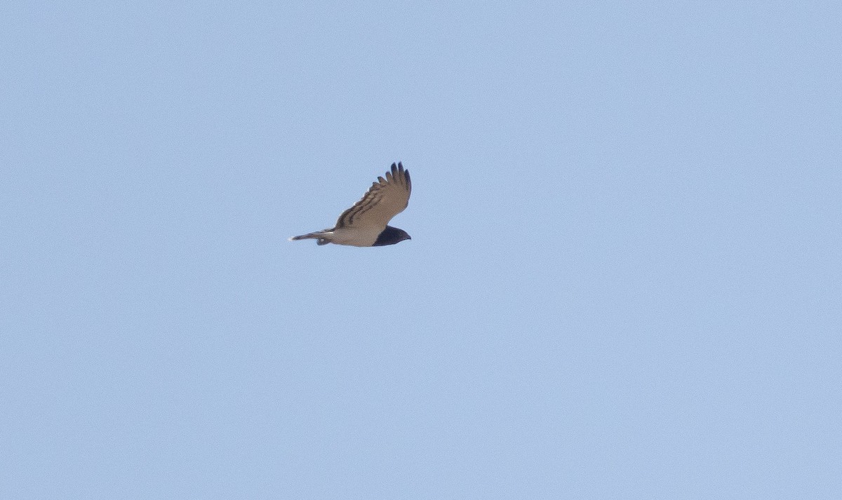 Black-chested Snake-Eagle - Adam Buckham