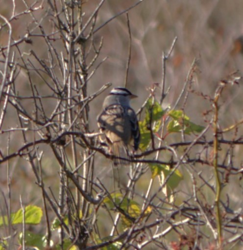 White-crowned Sparrow - ML624713716