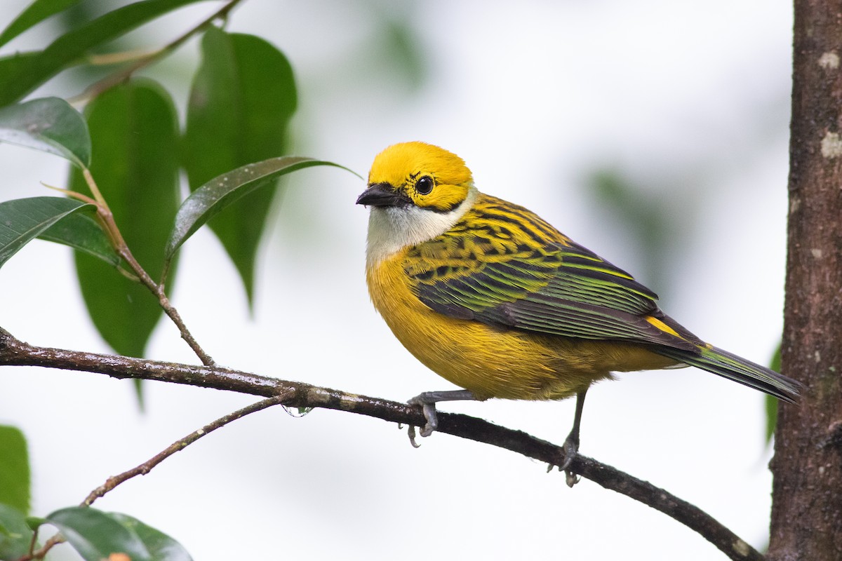 Silver-throated Tanager - ML624714098