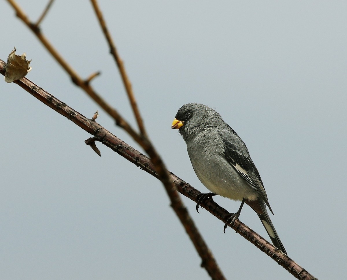 Band-tailed Seedeater - ML624714189