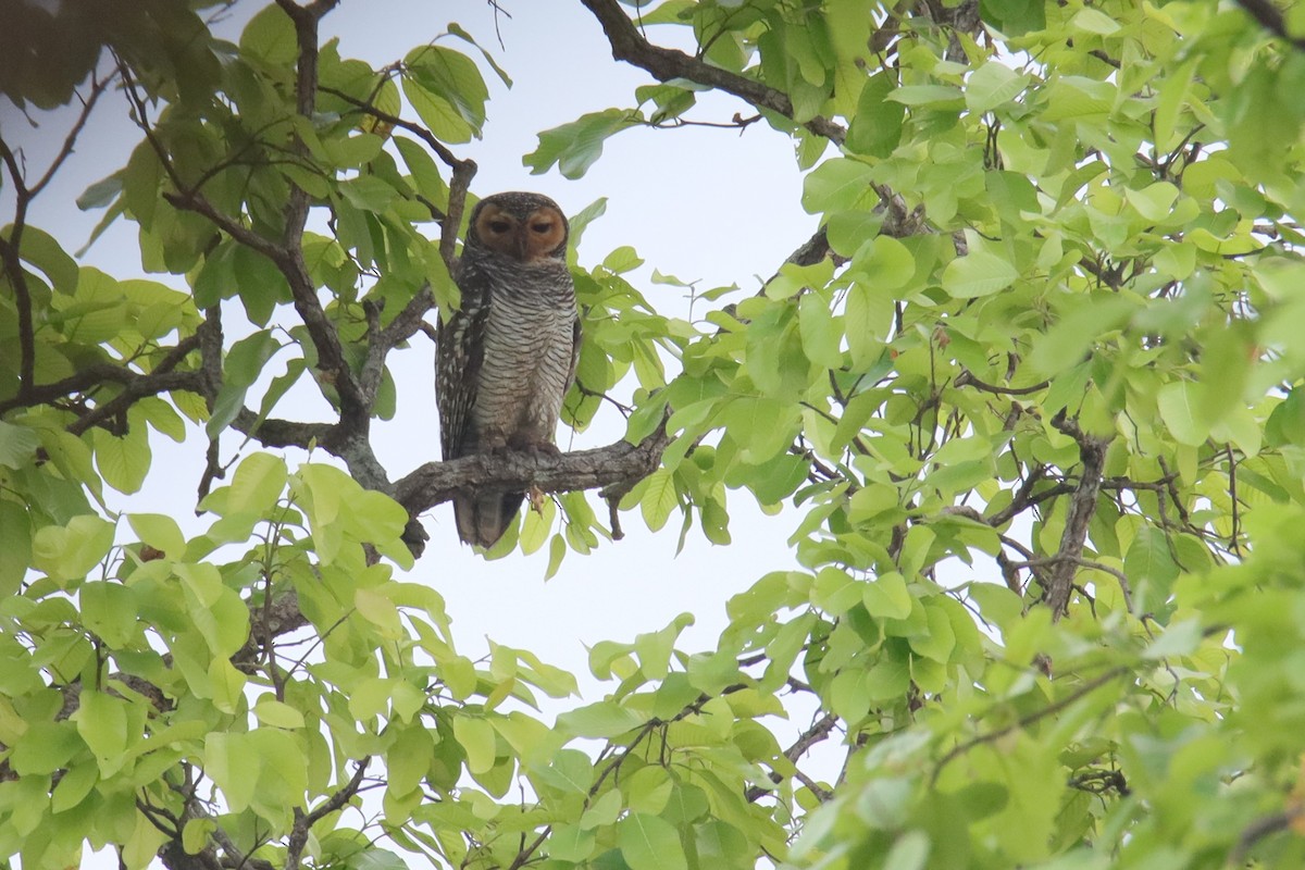 Spotted Wood-Owl - ML624714218