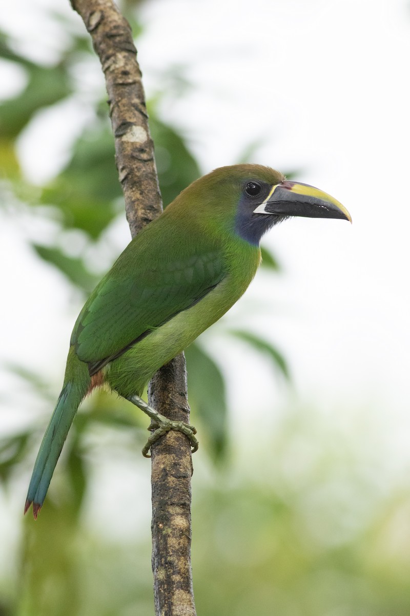 Northern Emerald-Toucanet - ML624714223