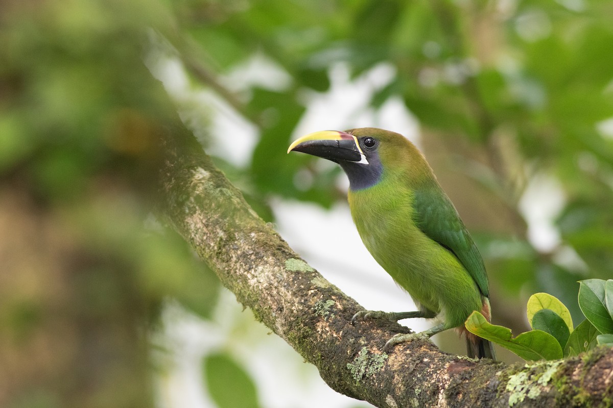 Northern Emerald-Toucanet - ML624714224