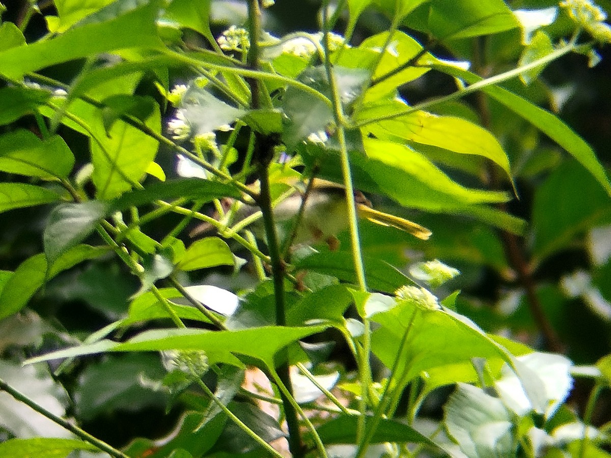 Dark-necked Tailorbird - ML624714273