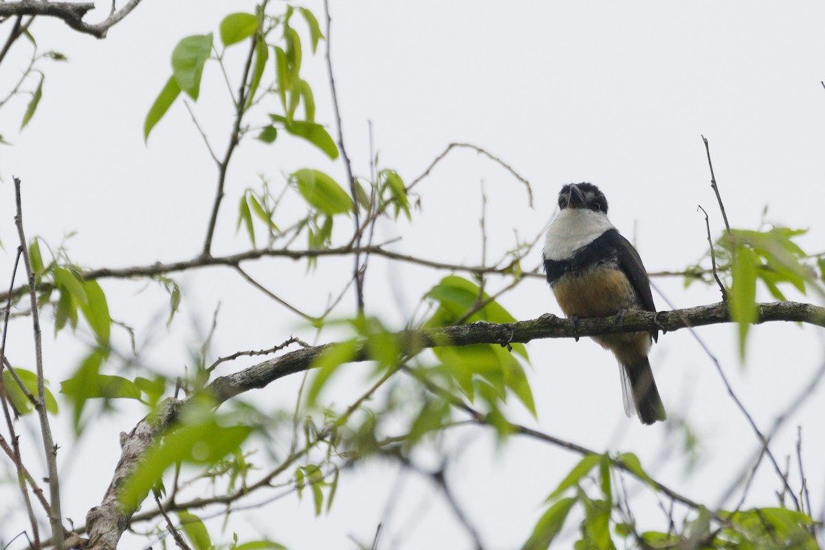 Buff-bellied Puffbird - ML624714303