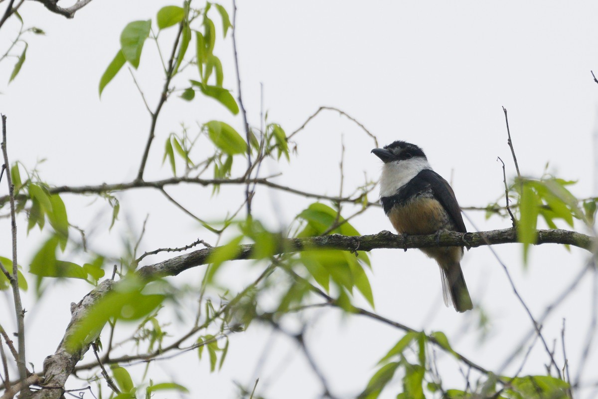 Buff-bellied Puffbird - ML624714304