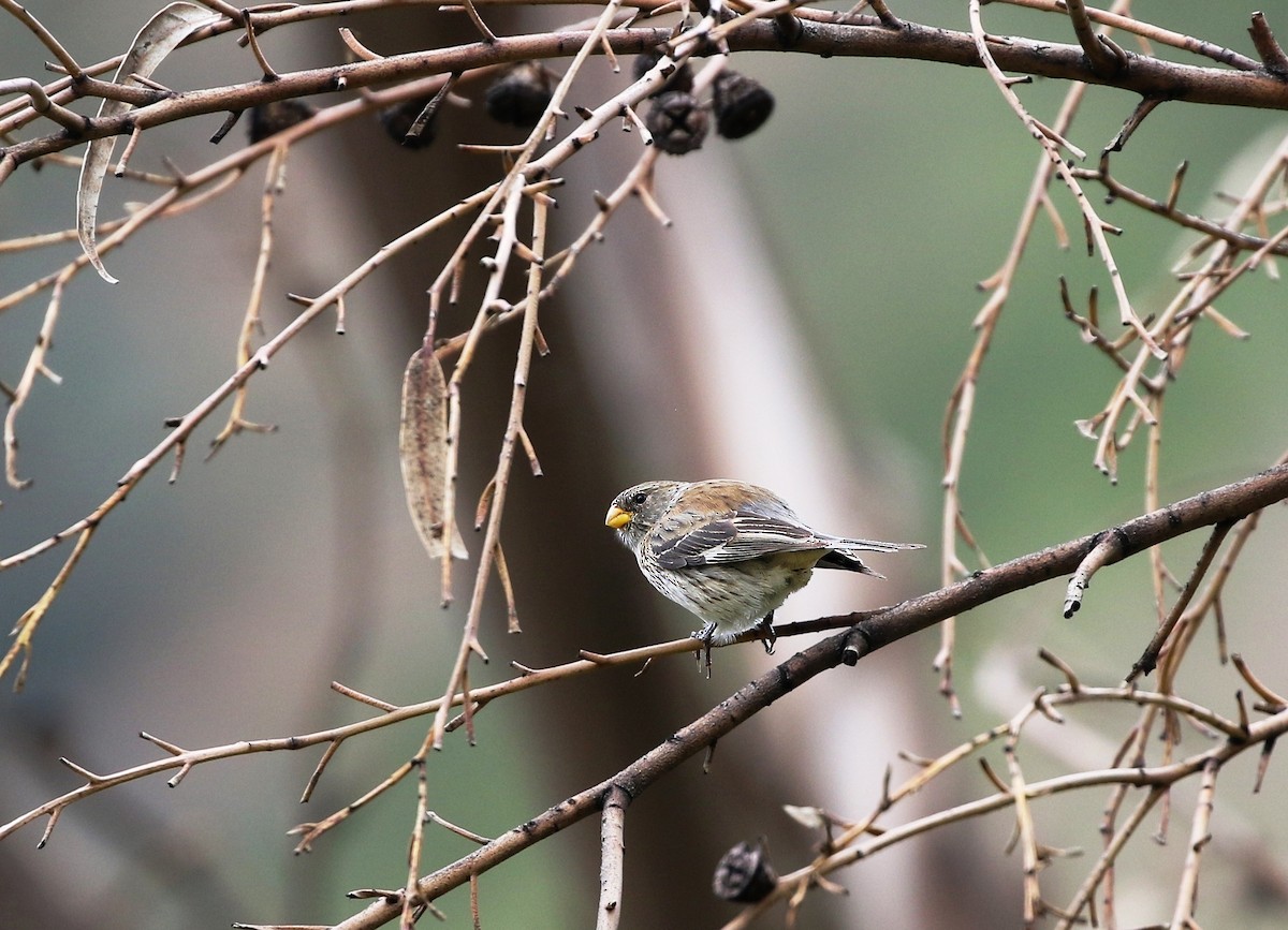 Band-tailed Seedeater - ML624714305