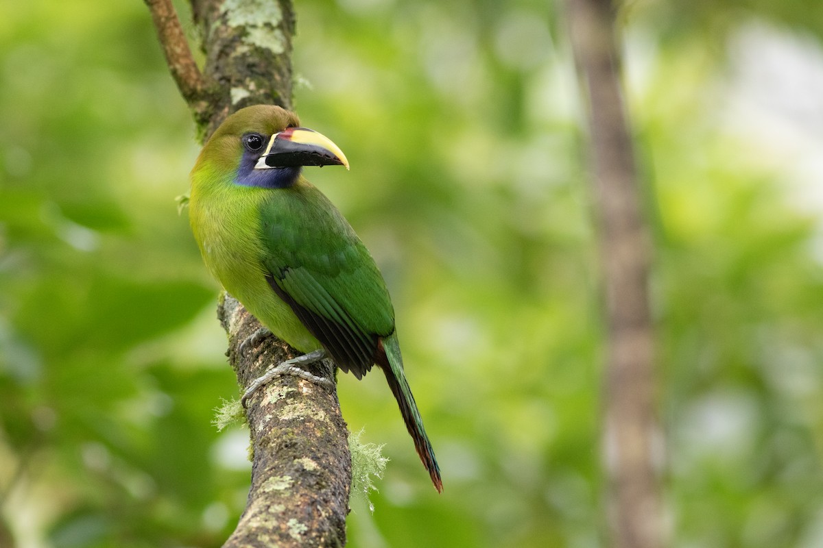Northern Emerald-Toucanet - ML624714310