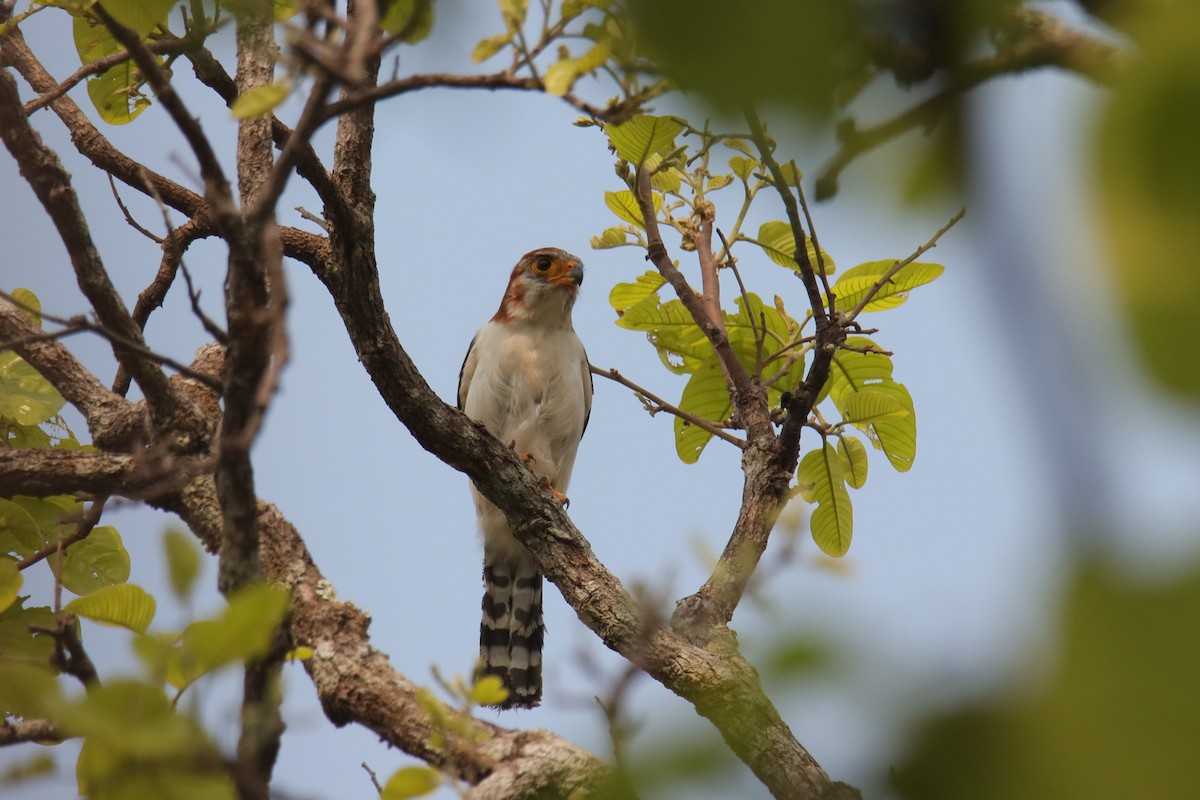 White-rumped Falcon - ML624714332