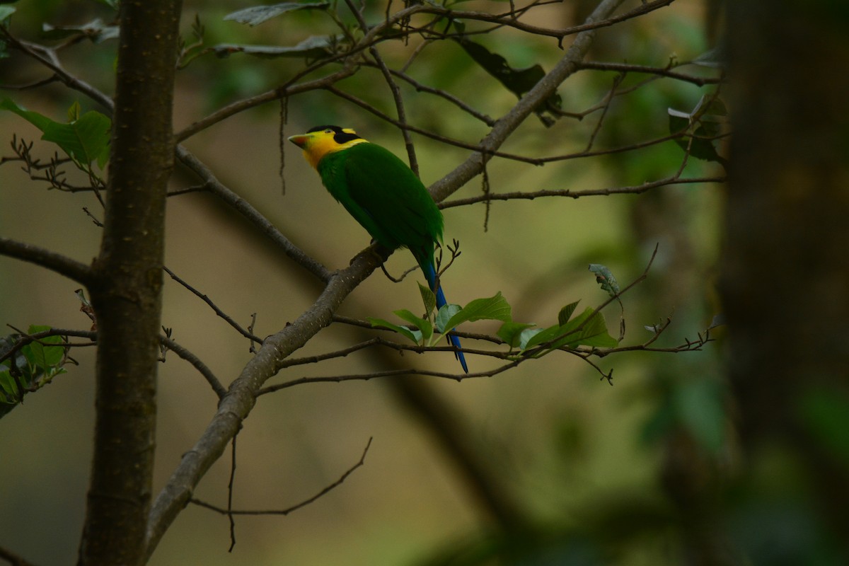 Long-tailed Broadbill - ML624714425