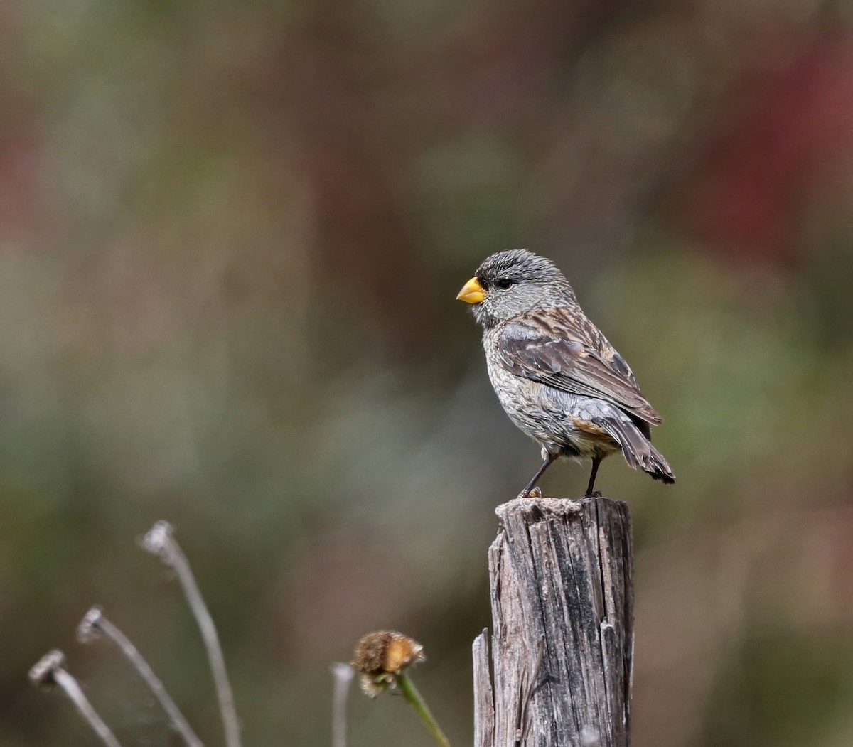 Band-tailed Seedeater - ML624714445