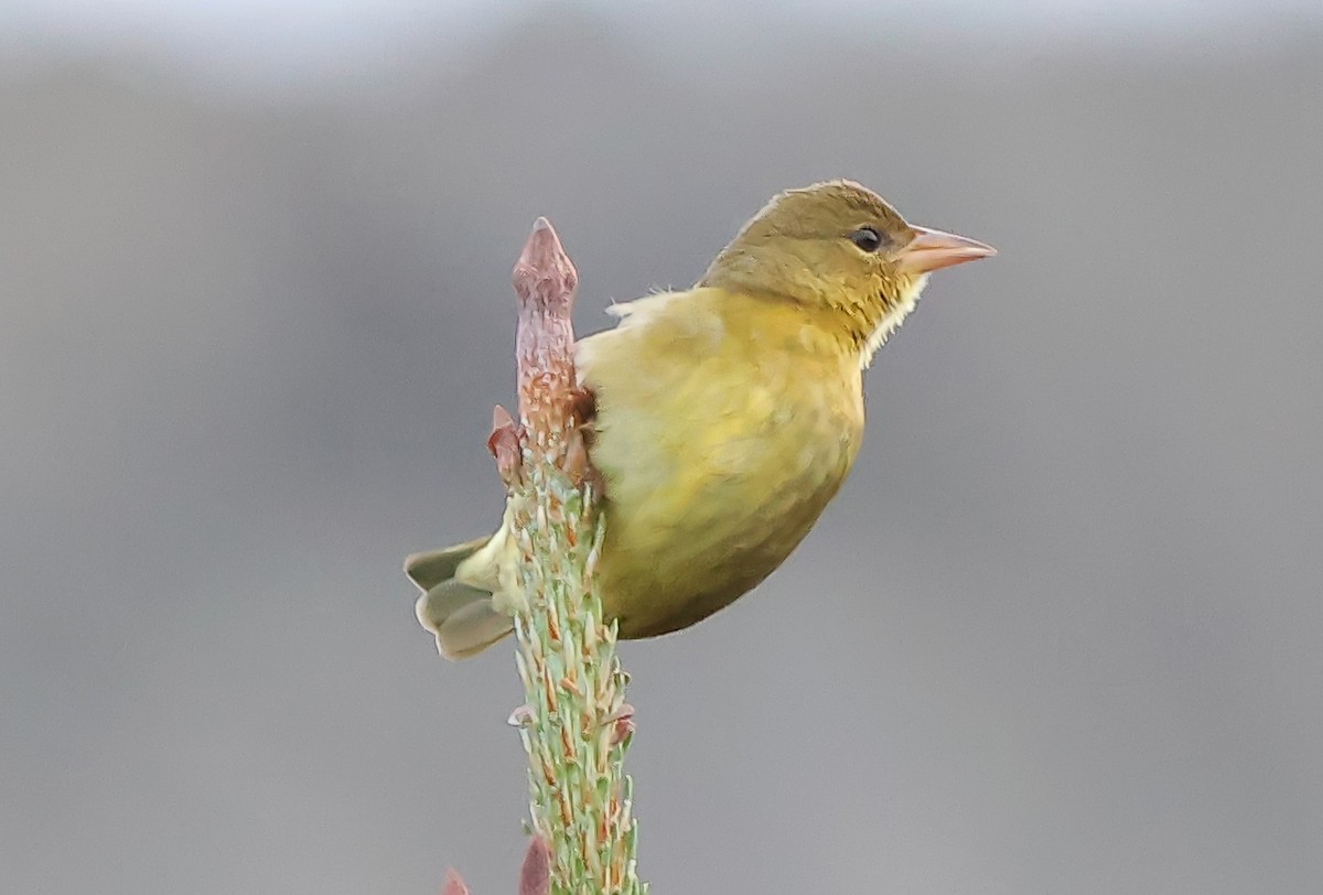 Cape Weaver - ML624714491