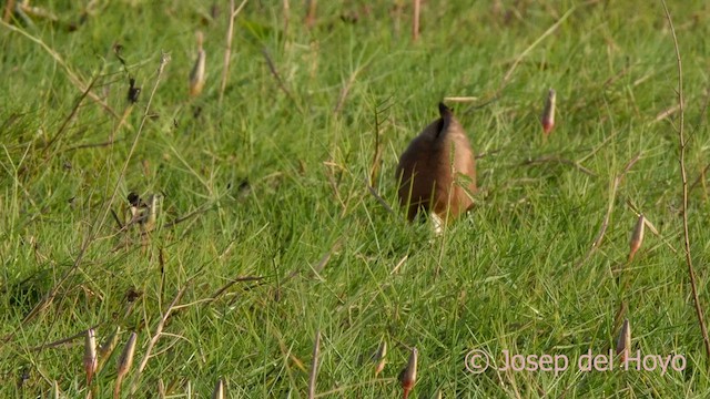 African Jacana - ML624714511
