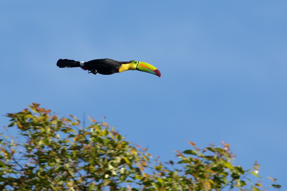 Keel-billed Toucan - ML624714631
