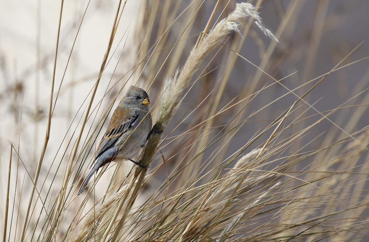 Plain-colored Seedeater - ML624714681