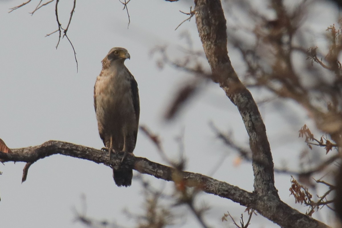 Changeable Hawk-Eagle - ML624714693