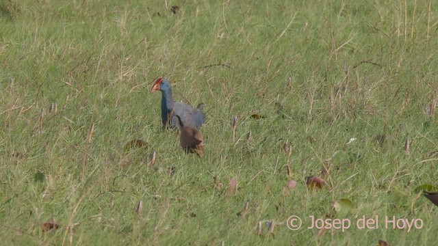 African Jacana - ML624714695